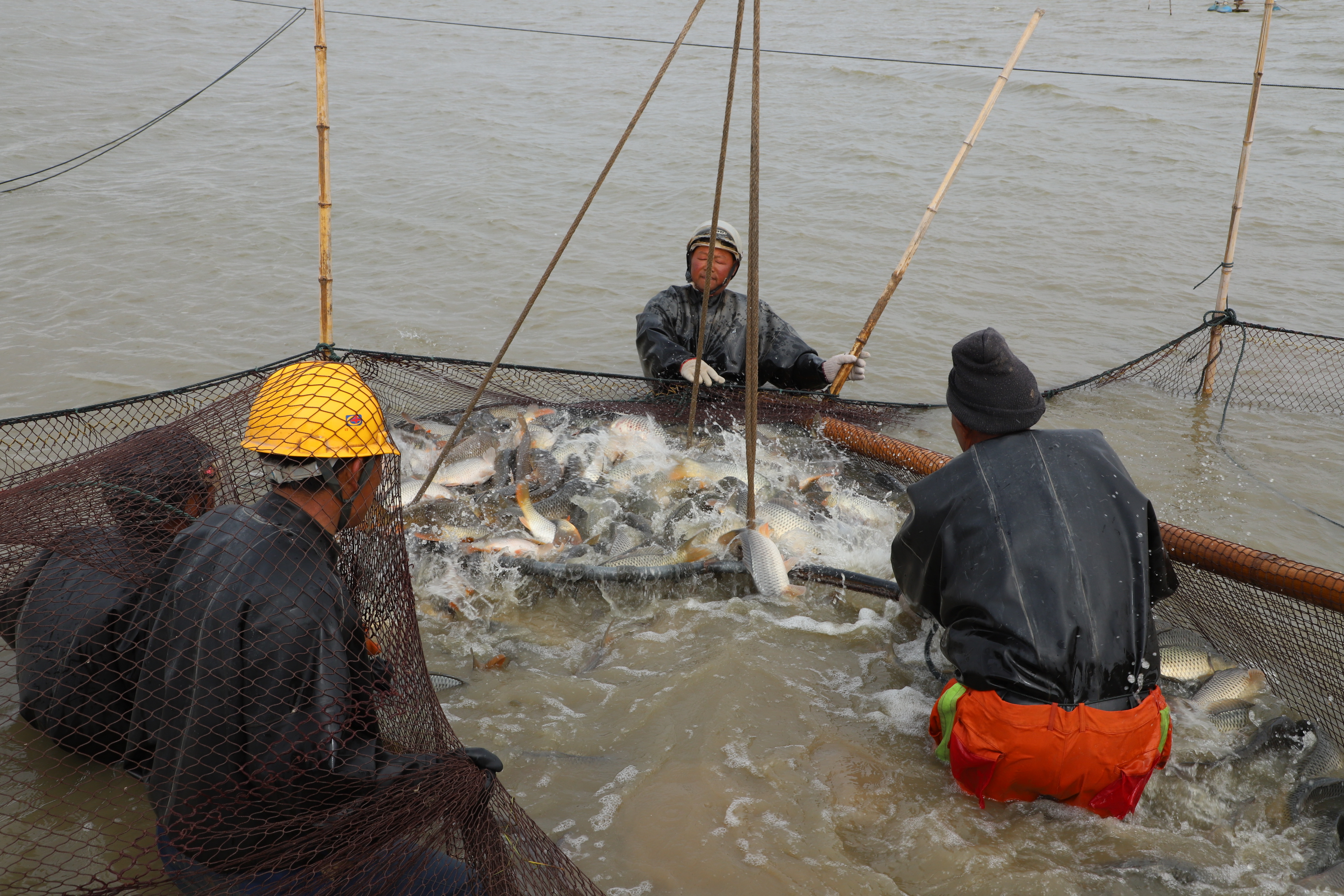 淡水魚(yú)起捕銷(xiāo)售.JPG